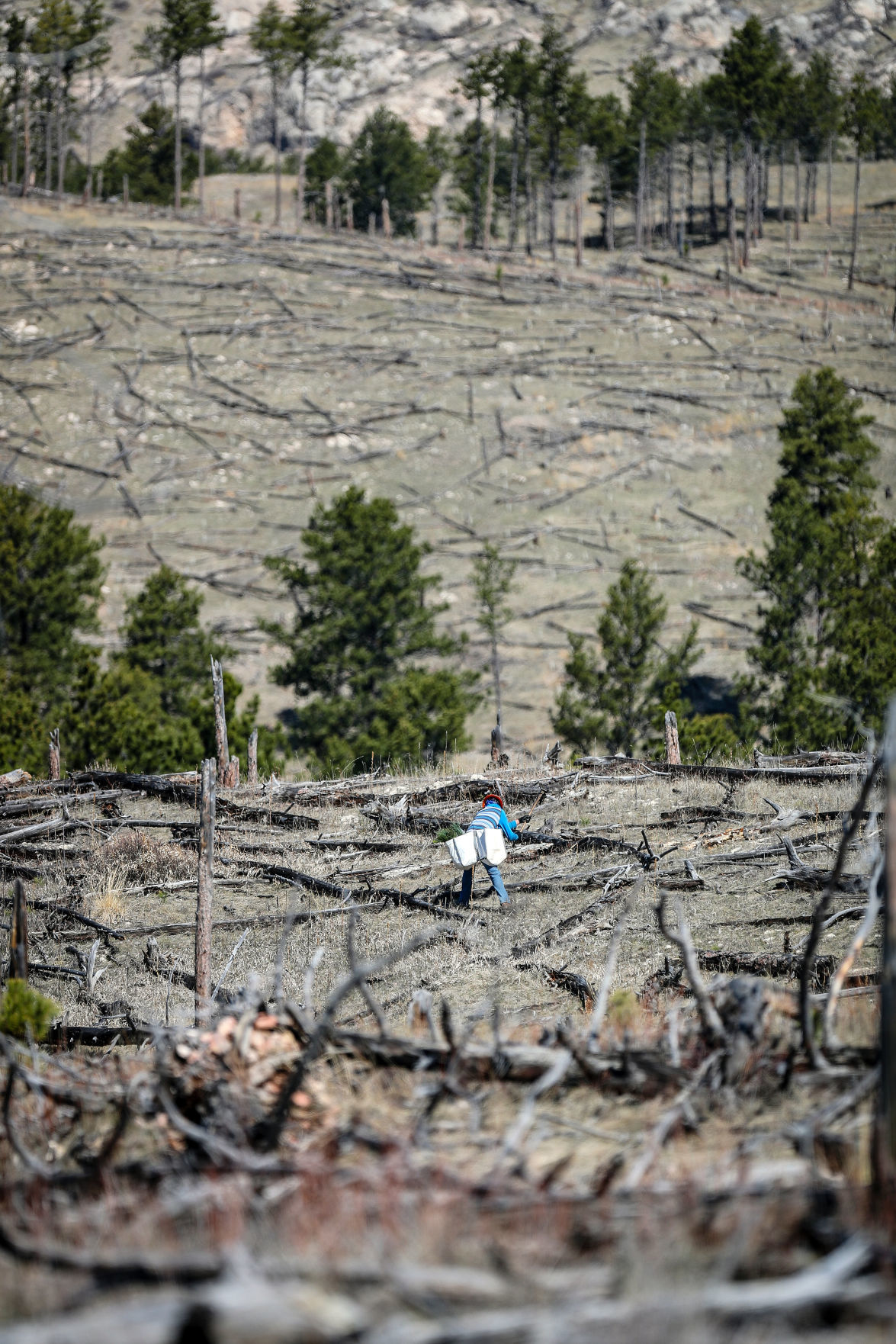 Jasper Fire Tree Planting